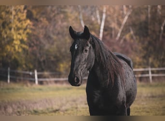 Kladruber, Merrie, 3 Jaar, Zwart