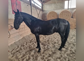 Kladruber, Ruin, 12 Jaar, 165 cm, Zwart