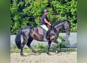 Kladruber, Ruin, 12 Jaar, 165 cm, Zwart