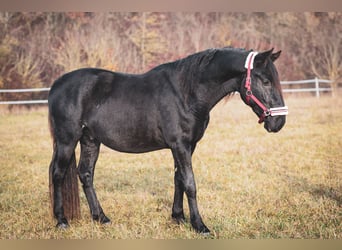 Kladruber, Semental, 2 años, Negro