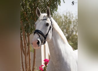 Kladruber, Stute, 13 Jahre, 163 cm, White