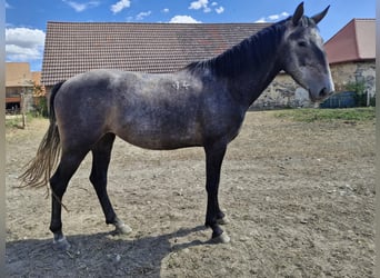 Kladruber, Stute, 4 Jahre, 162 cm, Schimmel