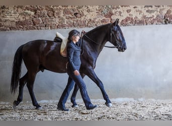 Kladruber, Wallach, 5 Jahre, 162 cm, Rappe