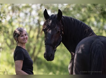 Kladruber, Wallach, 5 Jahre, 162 cm, Rappe