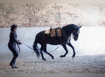 Kladruber, Wallach, 5 Jahre, 162 cm, Rappe
