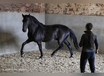 Kladruber, Wallach, 5 Jahre, 162 cm, Rappe