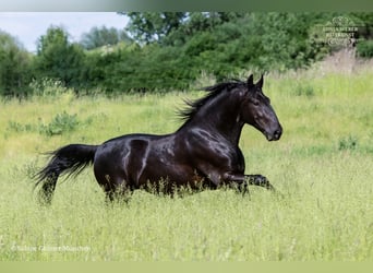 Kladruber, Wallach, 5 Jahre, 162 cm, Rappe
