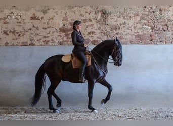 Kladruber, Wallach, 5 Jahre, 162 cm, Rappe