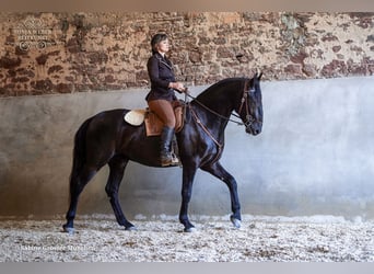Kladruber, Wallach, 5 Jahre, 162 cm, Rappe