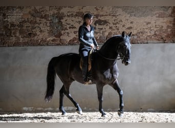 Kladruber, Wallach, 5 Jahre, 162 cm, Rappe