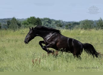 Kladruber, Wallach, 5 Jahre, 162 cm, Rappe