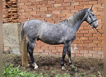 Kladruber, Wallach, 5 Jahre, 164 cm, Blauschimmel