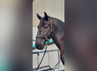 Kladruber, Wallach, 5 Jahre, 170 cm, Rappe