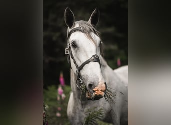 Kladruber, Wallach, 7 Jahre, 172 cm, White
