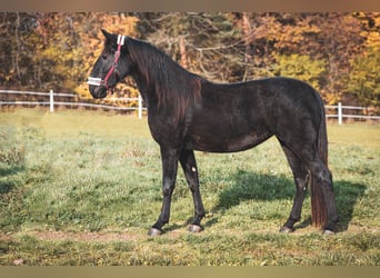 Kladruber, Yegua, 2 años, Negro