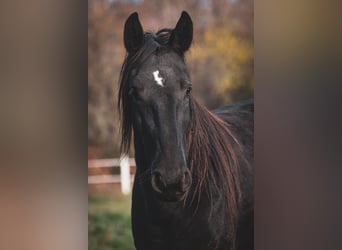 Kladruber, Yegua, 3 años, Negro