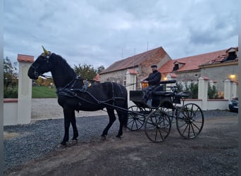 Kladruby, Gelding, 13 years, 17 hh, Black