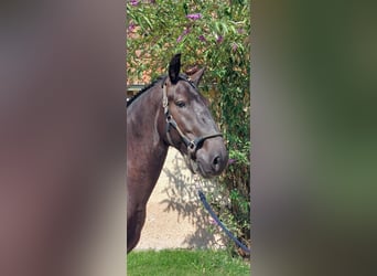Kladruby, Gelding, 4 years, 16.2 hh, Black Kladruby, Gelding, 4 years, 16.2 hh, Black