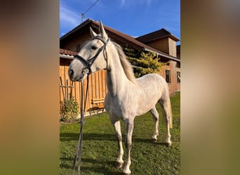 Kladruby, Gelding, 5 years, 16.1 hh, Grey