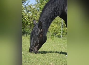 Kladruby, Gelding, 5 years, 16,1 hh, Black