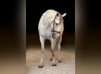 Kladruby, Gelding, 8 years, 16.3 hh, White