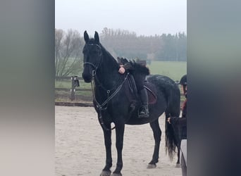 Kladruby Mix, Gelding, 8 years, 16,2 hh, Black