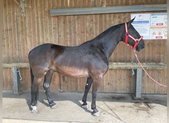 Kladruby, Gelding, 9 years, 17 hh, Black