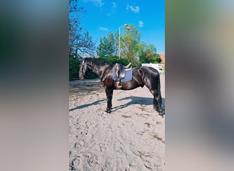 Kladruby, Gelding, 9 years, 18 hh, Black