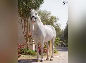Kladruby, Mare, 13 years, 16 hh, White