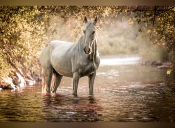 Kladruby Mix, Mare, 16 years, 15.1 hh, White Kladruby Mix, Mare, 16 years, 15.1 hh, White