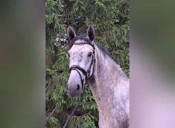 Kladruby, Mare, 6 years, 16.2 hh