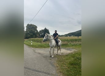Kladruby, Mare, 7 years, 15.2 hh, Gray
