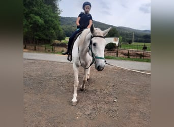 Kladruby, Mare, 7 years, 15.2 hh, Gray