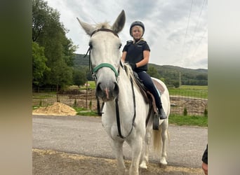 Kladruby, Mare, 7 years, 15.2 hh, Gray