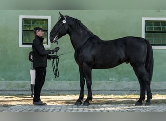 Kladruby, Stallion, 10 years, 16,1 hh, Black