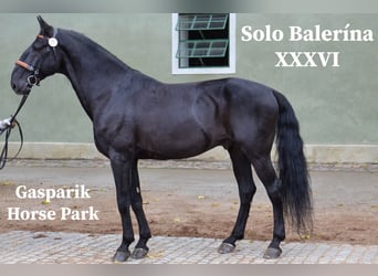 Kladruby, Stallion, 14 years, 16 hh, Black