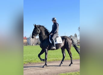 Kladruby, Stallion, 14 years, 16 hh, Black