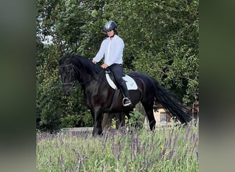 Kladruby, Stallion, 14 years, 16 hh, Black