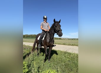 Kladruby, Stallion, 14 years, 16 hh, Black