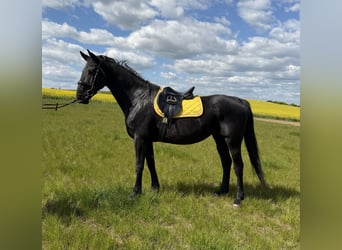 Kladruby, Stallion, 14 years, 16 hh, Black