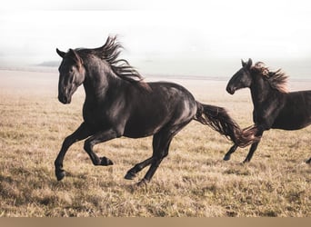 Kladruby, Stallion, 3 years, Black