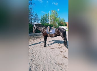 Kladrubyhäst, Valack, 9 år, 185 cm, Svart
