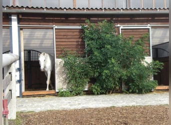 Architektenluxuswohnung auf Reitanlage - Boxen/ Einstellplätze auf Wunsch und nach Erfordernis