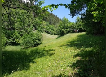 Biete Weide, Sommerferien für Pferde, Fohlenweide