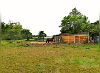 Pferdeboxen, Sattelkammer, Paddock und Weide  