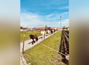 Pensionsplatz Paddocktrail für Wallache