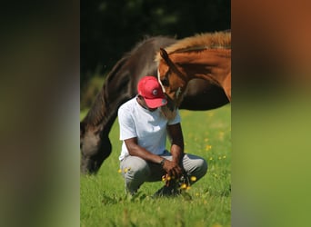 NURSERY EQUINE centre d'insémination