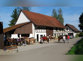 Birkenhof Pferdepension in Bachs