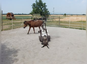 Stall mit Paddockgang für 2 liebe Esel und Shetty gesucht