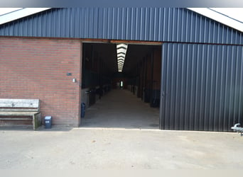 Te huur aangeboden een professionele paarden manege/complex/stallen